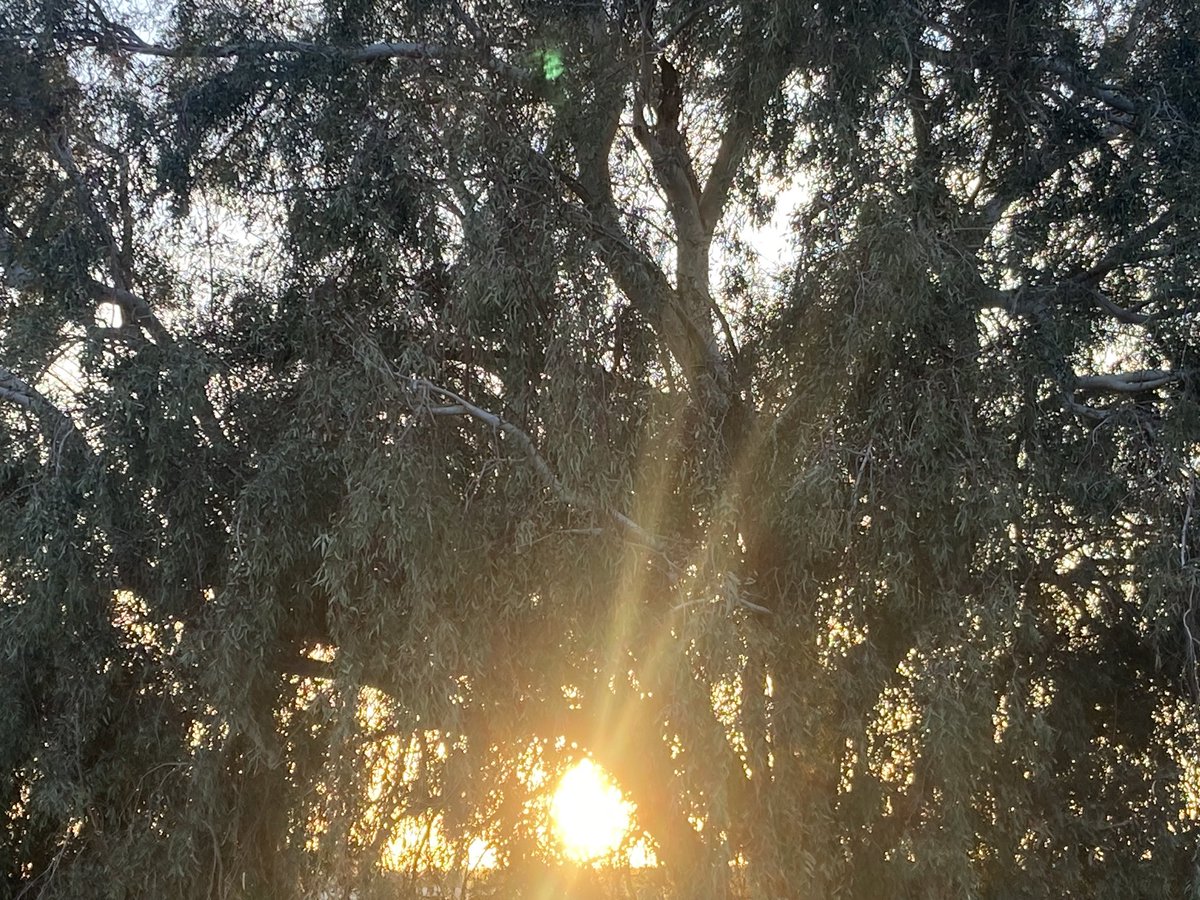 queenmbutterfly's tweet image. Yesterday it was one of the most beautiful sunsets I have ever seen as well...🌞🌅 #SoCal #Bakersfield #Sunsets #VictoriaVaughan #Sun
