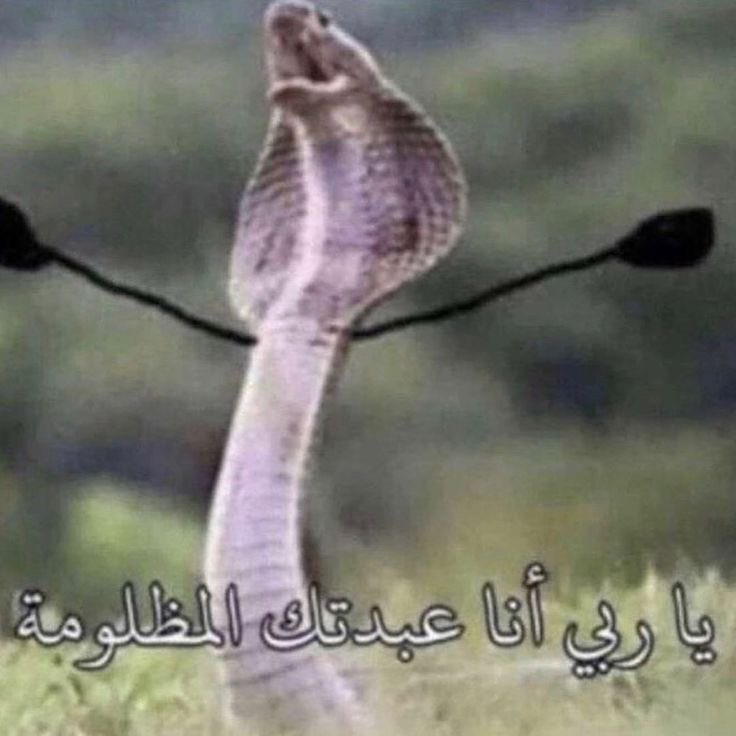 هـيـا العتـيبي 🇰🇼 tweet media
