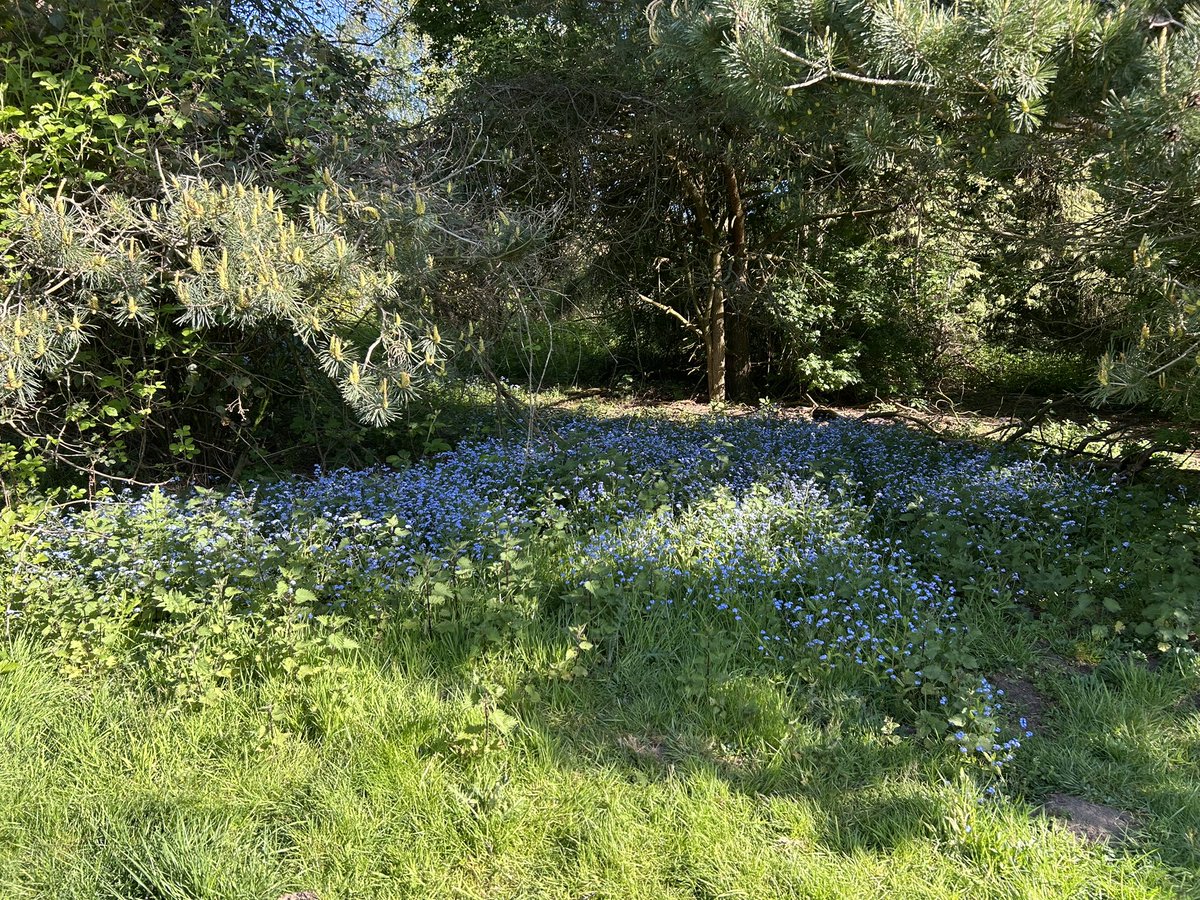 JulesL55's tweet image. Enjoy the #SpringFlowers