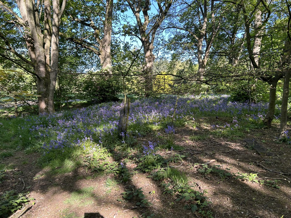 JulesL55's tweet image. Enjoy the #SpringFlowers