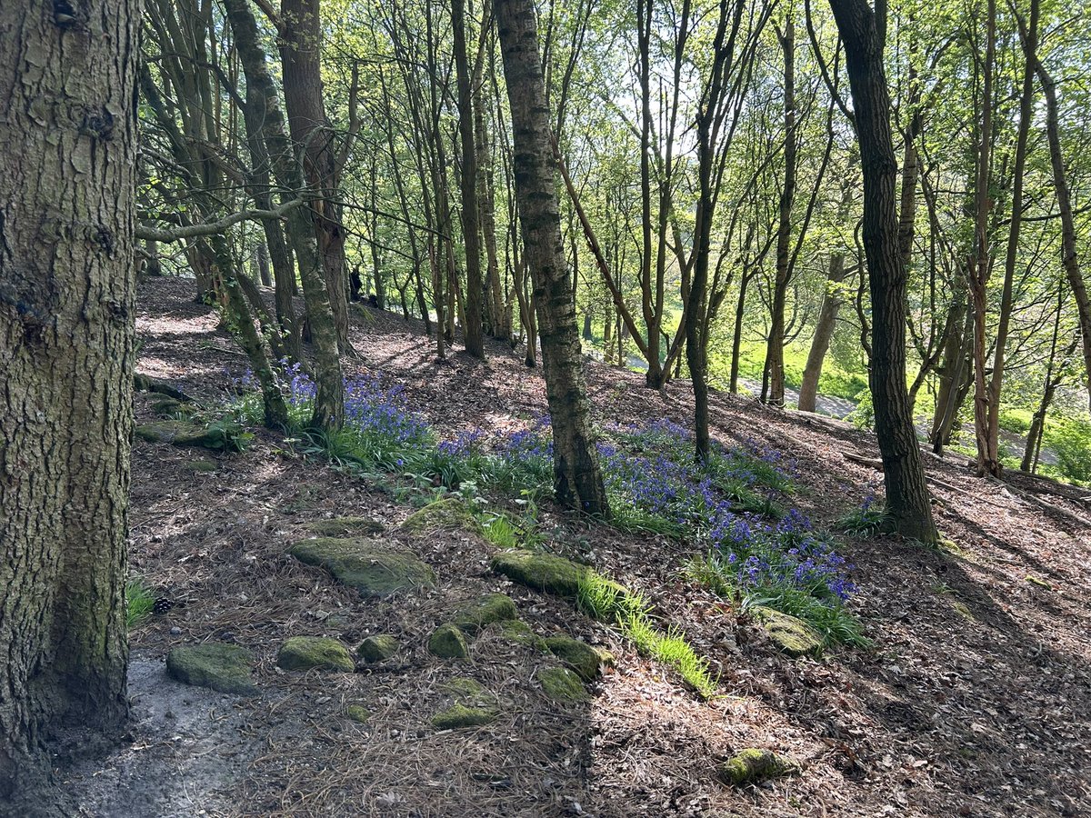 JulesL55's tweet image. Enjoy the #SpringFlowers