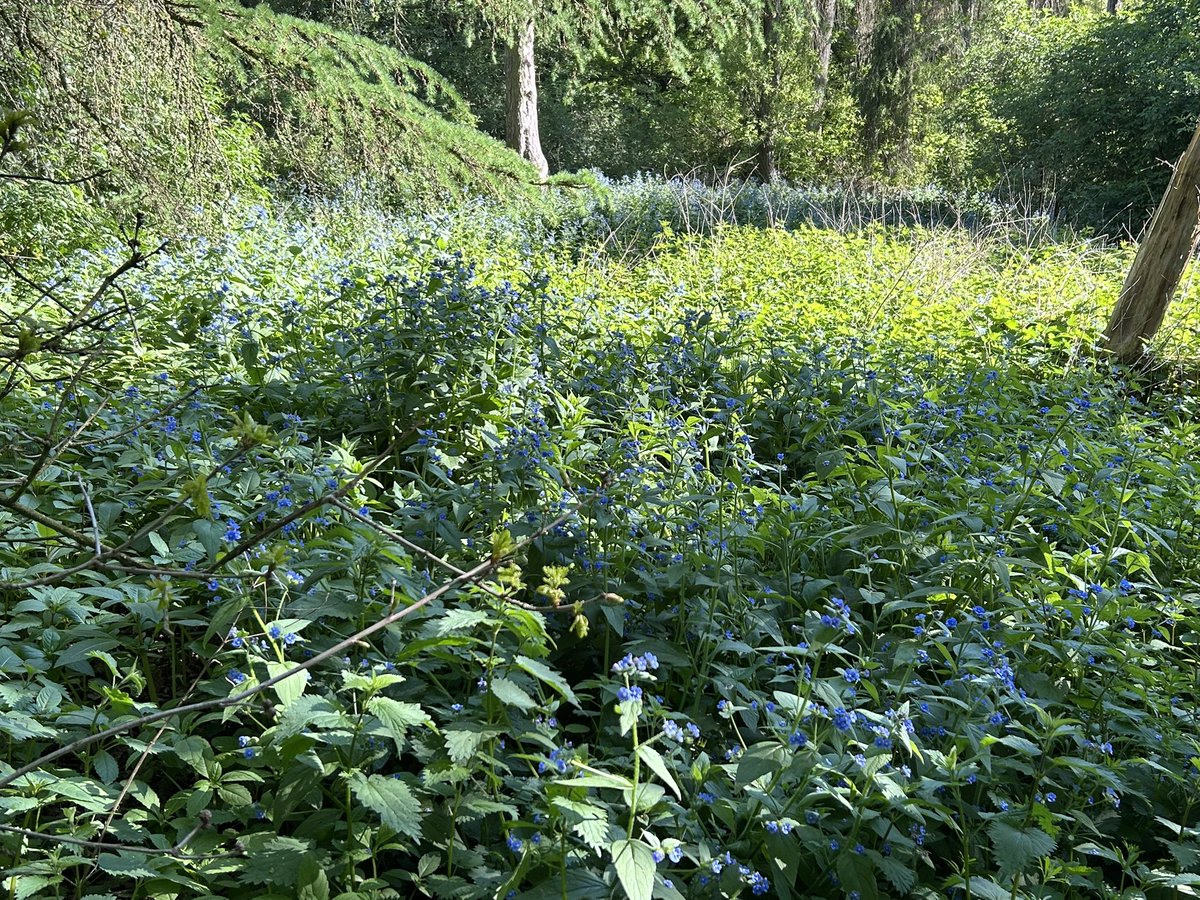 JulesL55's tweet image. Enjoy the #SpringFlowers