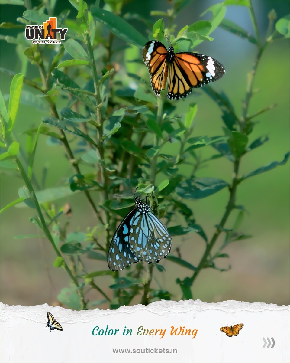 souindia's tweet photo. A thousand wings. A million moments. At the Butterfly Garden of Ekta Nagar, nature doesn’t just bloom—it takes flight near the majestic Statue of Unity.
#WingsOfWonder #ExploreNature #ButterflyGarden #StatueOfUnity #EktaNagar
@PMOIndia @narendramodi @CMOGuj @Bhupendrapbjp @sanghaviharsh @GujaratTourism @InfoGujarat @incredibleindia @tourismgoi @MukeshPuri26