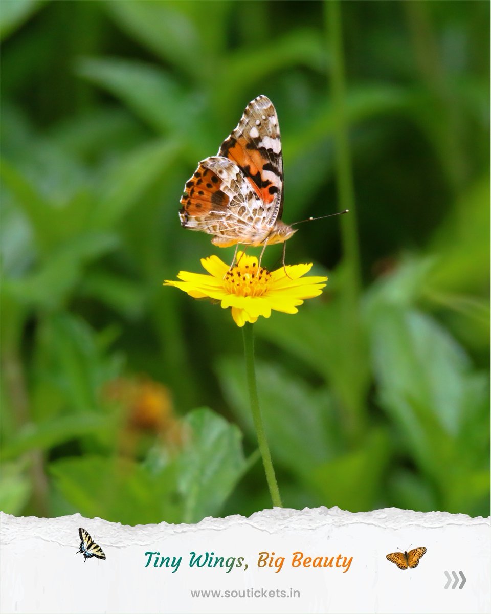 souindia's tweet photo. A thousand wings. A million moments. At the Butterfly Garden of Ekta Nagar, nature doesn’t just bloom—it takes flight near the majestic Statue of Unity.
#WingsOfWonder #ExploreNature #ButterflyGarden #StatueOfUnity #EktaNagar
@PMOIndia @narendramodi @CMOGuj @Bhupendrapbjp @sanghaviharsh @GujaratTourism @InfoGujarat @incredibleindia @tourismgoi @MukeshPuri26