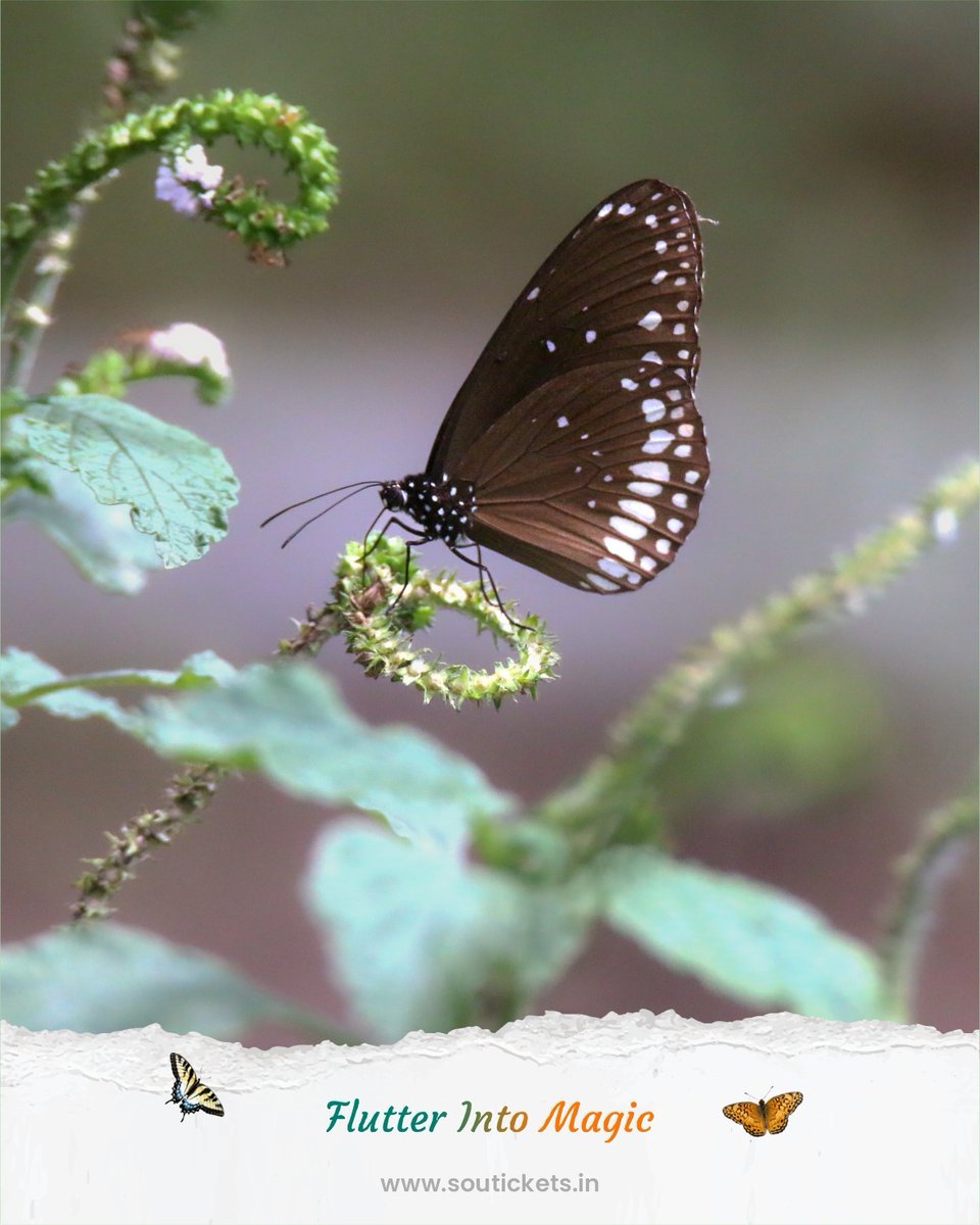 souindia's tweet photo. A thousand wings. A million moments. At the Butterfly Garden of Ekta Nagar, nature doesn’t just bloom—it takes flight near the majestic Statue of Unity.
#WingsOfWonder #ExploreNature #ButterflyGarden #StatueOfUnity #EktaNagar
@PMOIndia @narendramodi @CMOGuj @Bhupendrapbjp @sanghaviharsh @GujaratTourism @InfoGujarat @incredibleindia @tourismgoi @MukeshPuri26