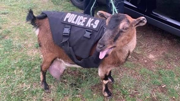 Goat tweet media