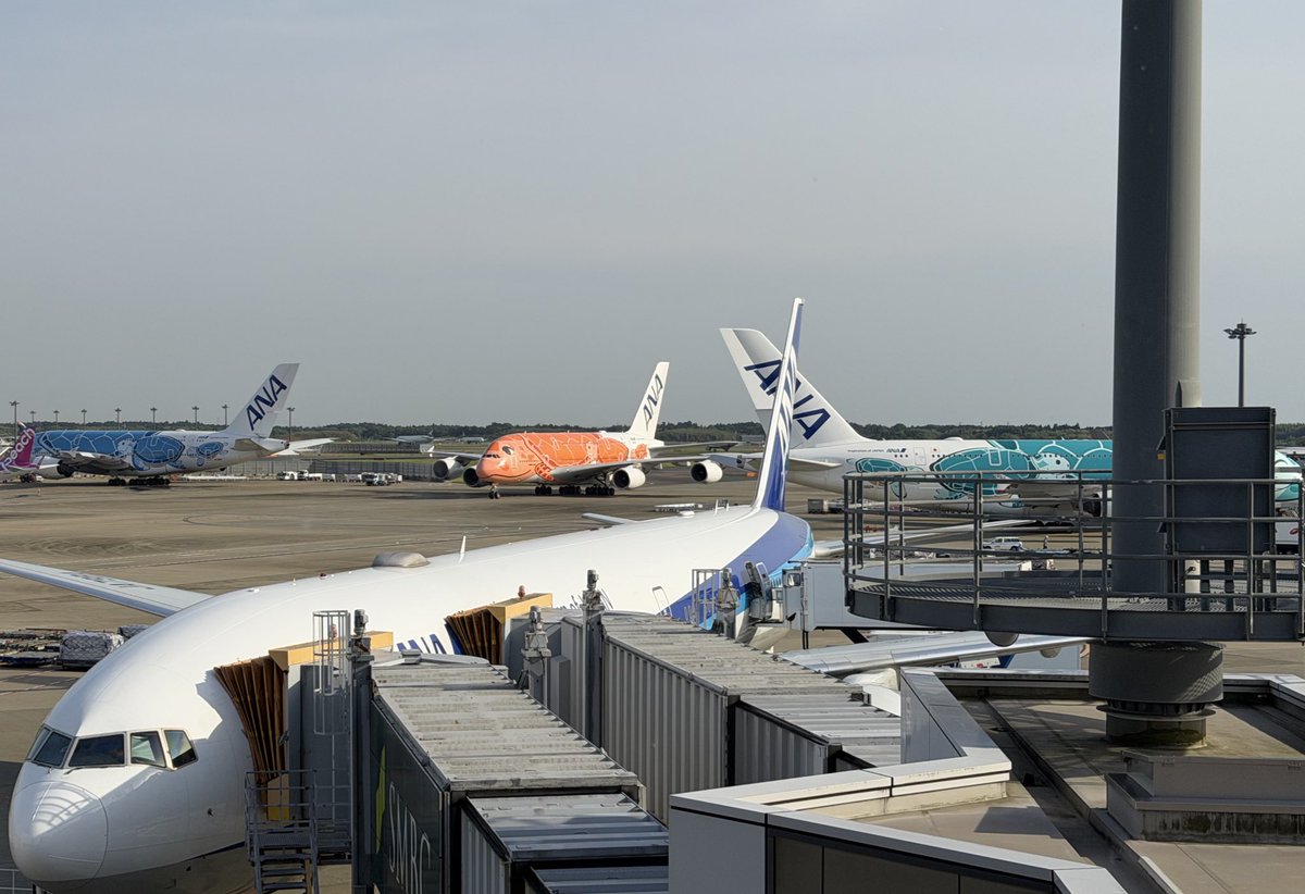 hnisrubi's tweet photo. ラウンジいたらホヌ3機揃って騒ぎになってるw https://t.co/A7jmWAmiS6