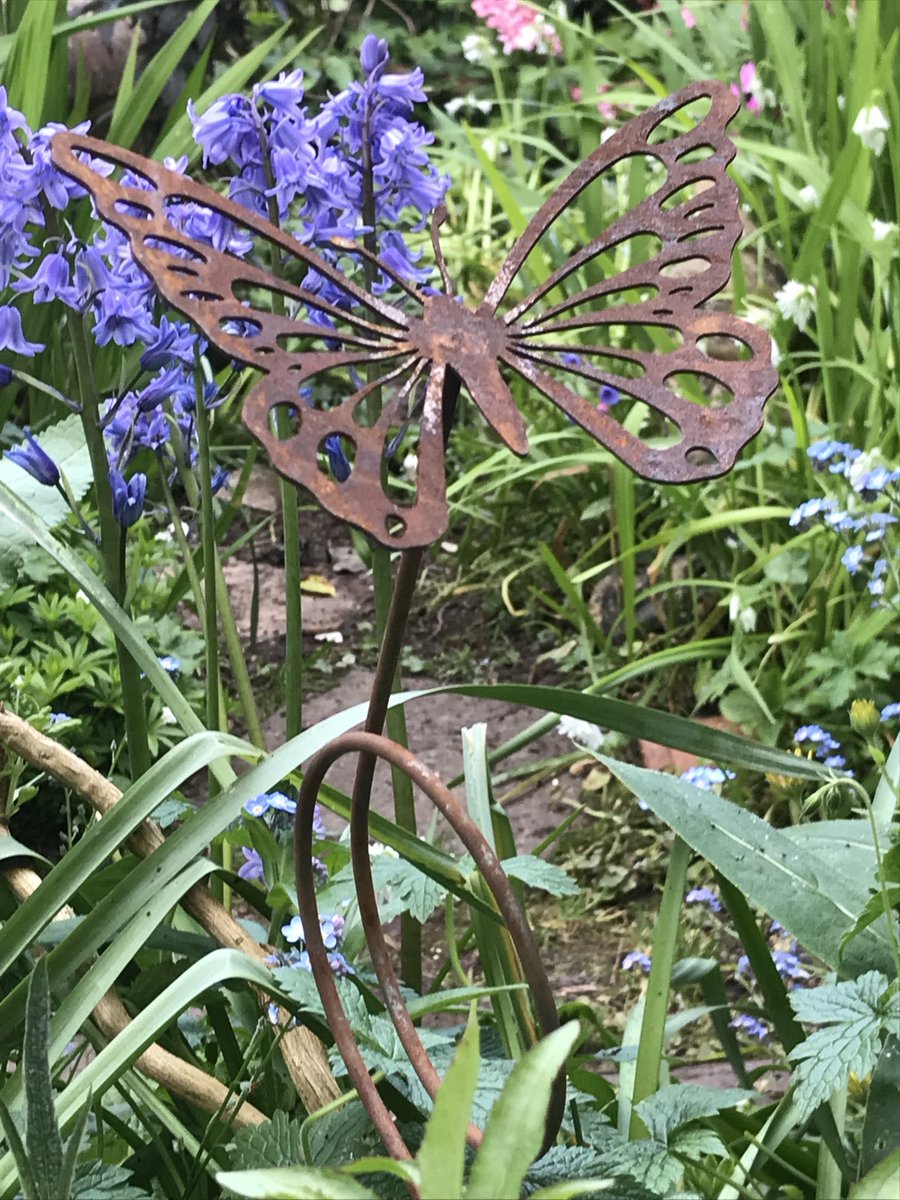 helen21206699's tweet image. Good morning from my little #cottage #garden metal #butterfly bought at @tobygardenfestival yesterday