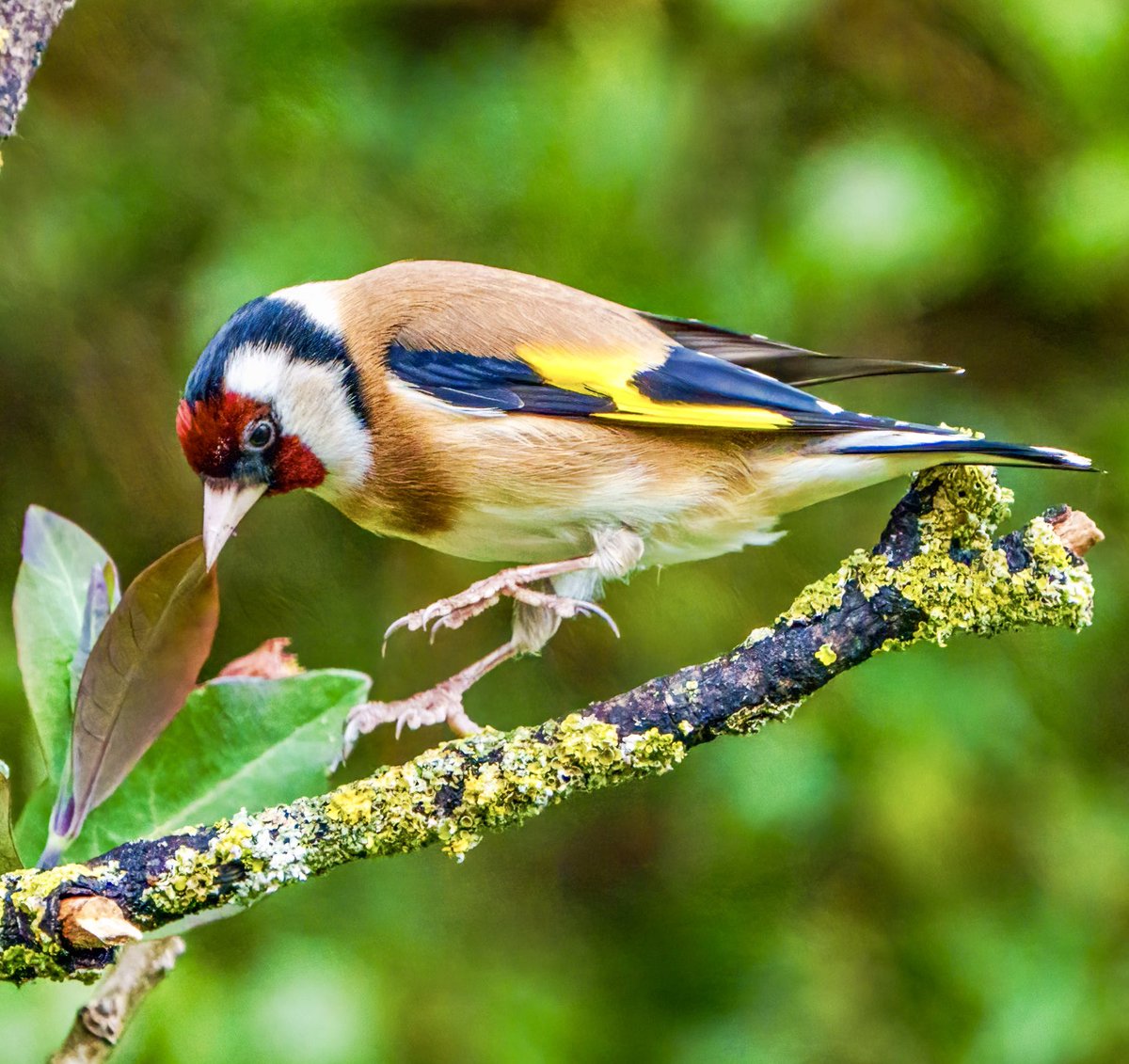 PaulWatkins14's tweet image. Goldfinch caught mid flight in our Cotswold garden @RSPBEngland #TwitterNatureCommunity #birding #NaturePhotography #cotswolds