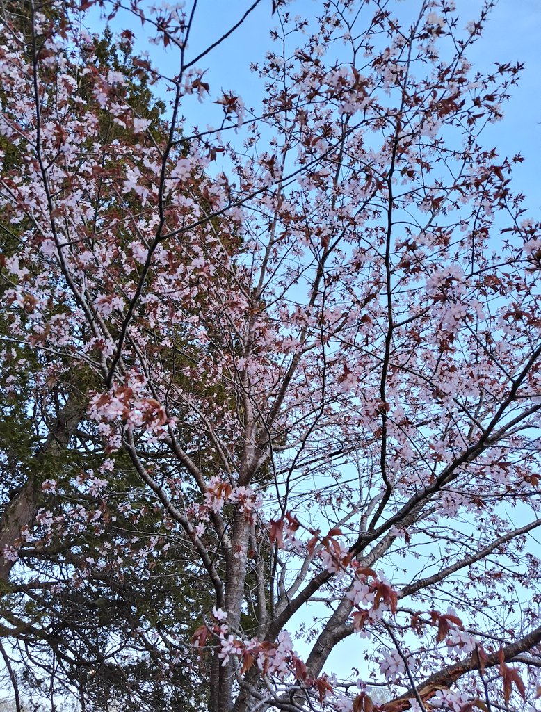 mori_usa's tweet photo. せっかくのGWだけど天気悪そうなので後半じゃないと🏍️走れなさそう…😣
桜と🏍️の写真撮りたかったんだけどなぁ🥲

職場の🌸だよ〜✨ https://t.co/zrYU79T25s