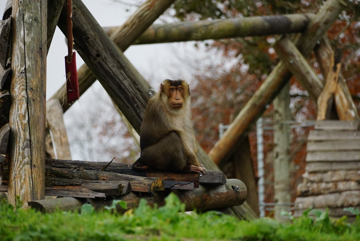 Monkey Haven🐵 tweet media