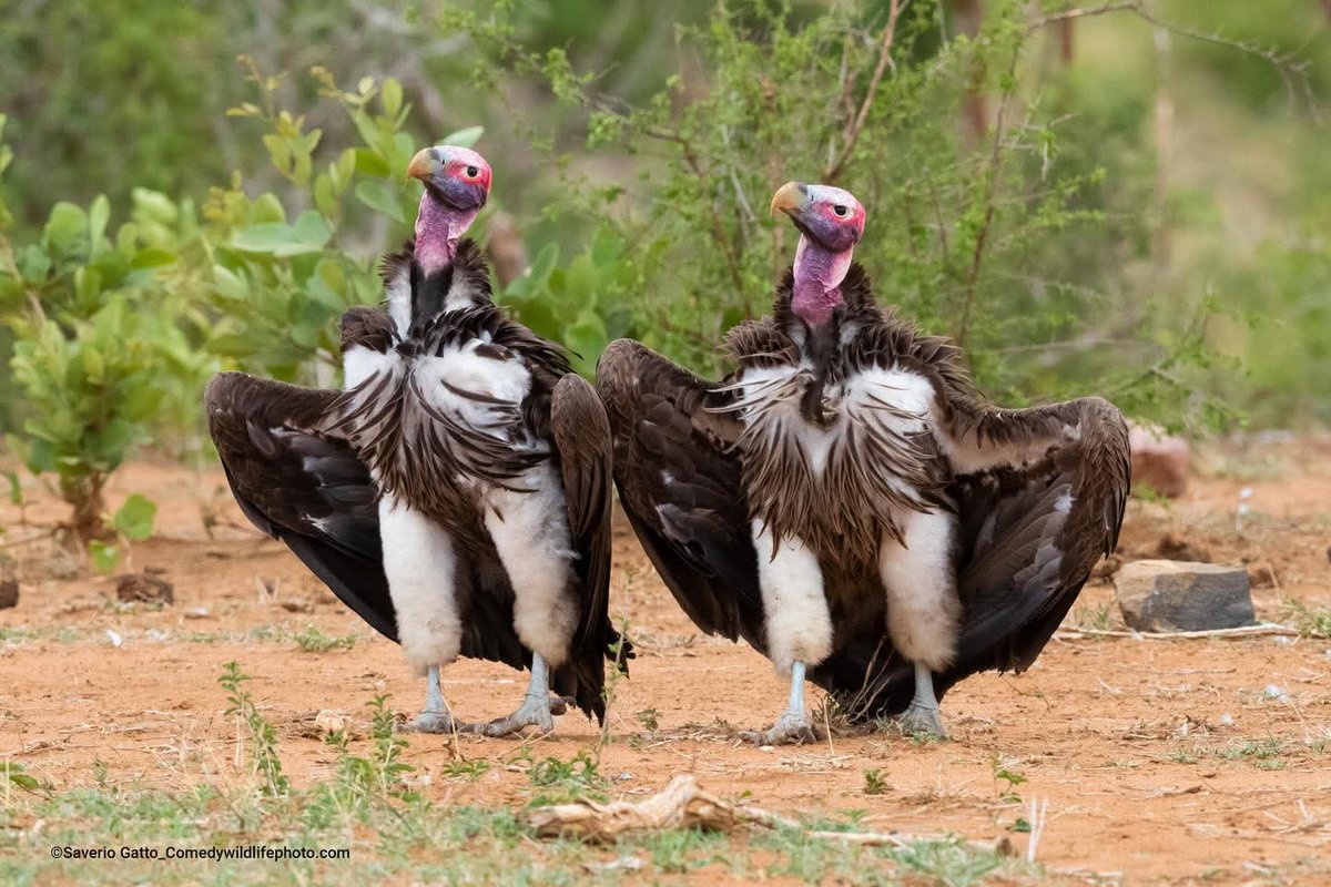 0000000mahmoud's tweet image. #tgif #comedywildlife #dancingshoes #funnyanimals 

@thinktankphoto @alexwalkerserian @achimsterna @amazinginternet @bbcwildlifemagazine @sullamphoto @pj_hicks @kmhumble @goapetribe @nikoneurope @specsavers @innocent @oatly @thegorillagluecompany @ubereats