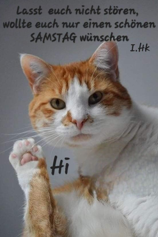 marillion13's tweet image. x.com/marillion13/st…
Oops, it´s not #Sonntag #Sunday at all, I´m completely confused because yesterday was a holiday here in Germany, it´s only #Samstag #Caturday. 
MOL = Meowing Out Loud.
Also don´t I work as disabled person...
😹😹😹🤣🤣🤣🤪🤪🤪💖💖💖
