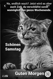 marillion13's tweet image. x.com/marillion13/st…
Oops, it´s not #Sonntag #Sunday at all, I´m completely confused because yesterday was a holiday here in Germany, it´s only #Samstag #Caturday. 
MOL = Meowing Out Loud.
Also don´t I work as disabled person...
😹😹😹🤣🤣🤣🤪🤪🤪💖💖💖