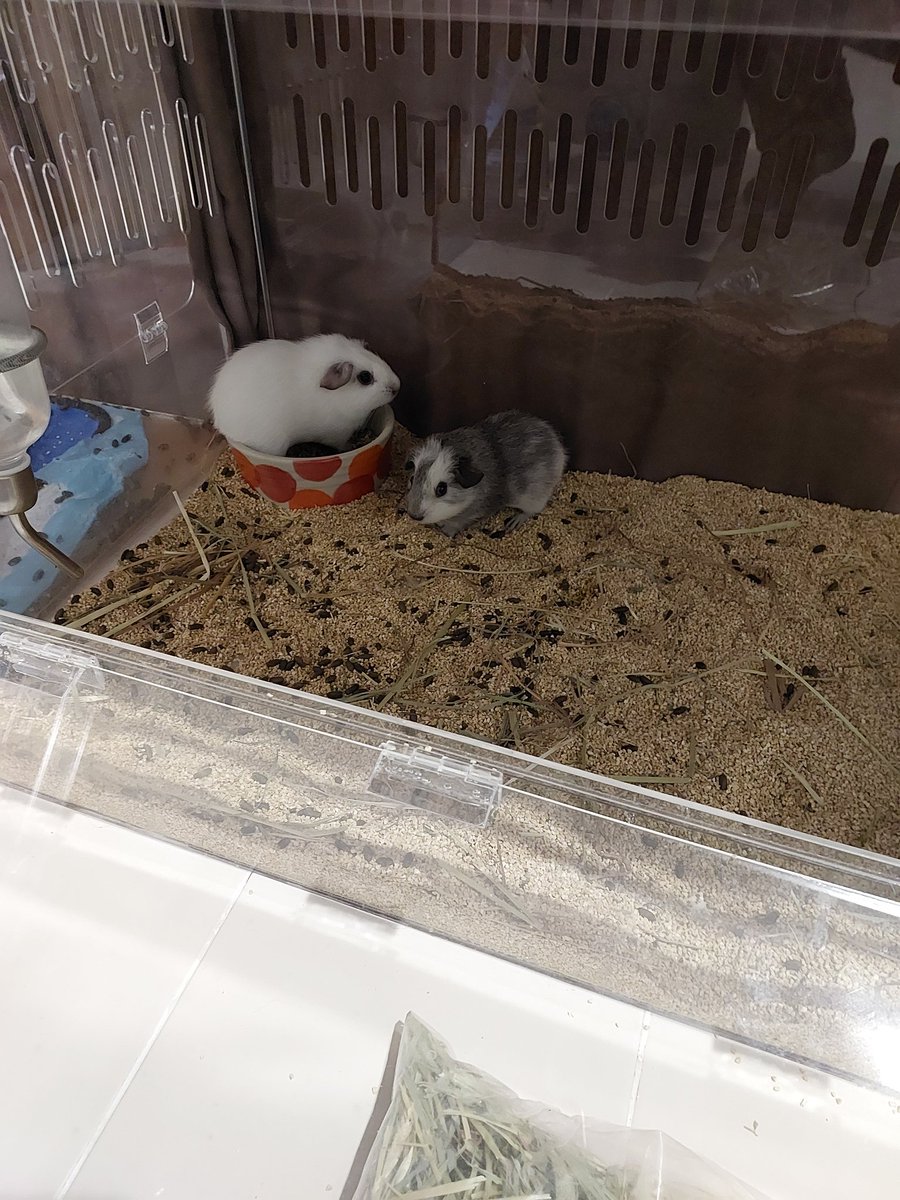 นายหญิงไปเพลย์ 2 วัน ทาสเลยต้องแวะมาให้ข้าวให้น้ำหนูๆของนายหญิง 🐁🐁🐀🐀