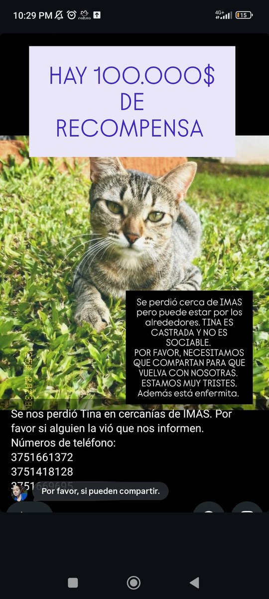 zb_luz's tweet photo. Dios mío, que tristeza, no puedo estar dos segundos sin pensar en mi gatita. Y de paso hay 100.000$ de recompensa https://t.co/nSLVCImKpb