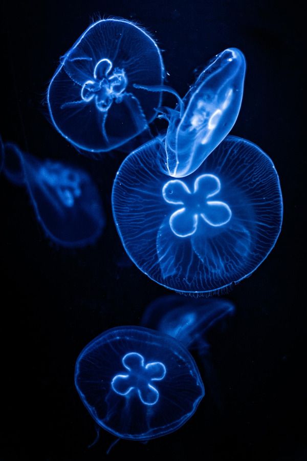 Blue Ocean tweet media