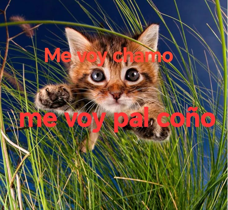 Chao chamo