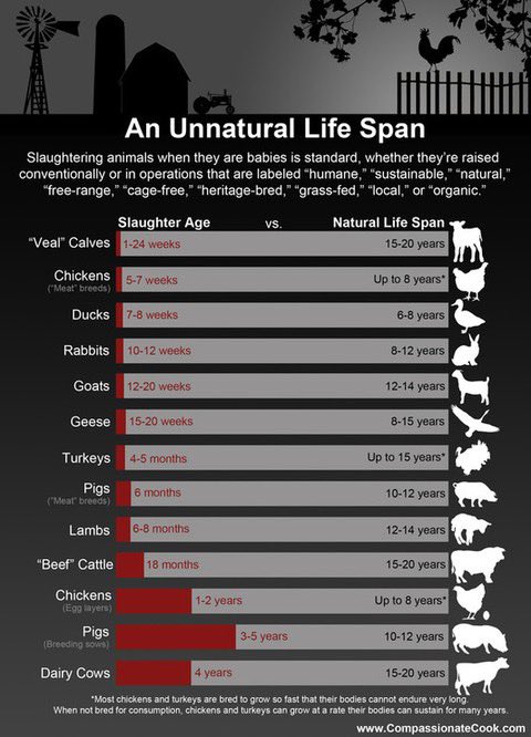 Kirstin_Nagev's tweet photo. Are you a baby eater?
#Animals https://t.co/TJoFEp6GKF