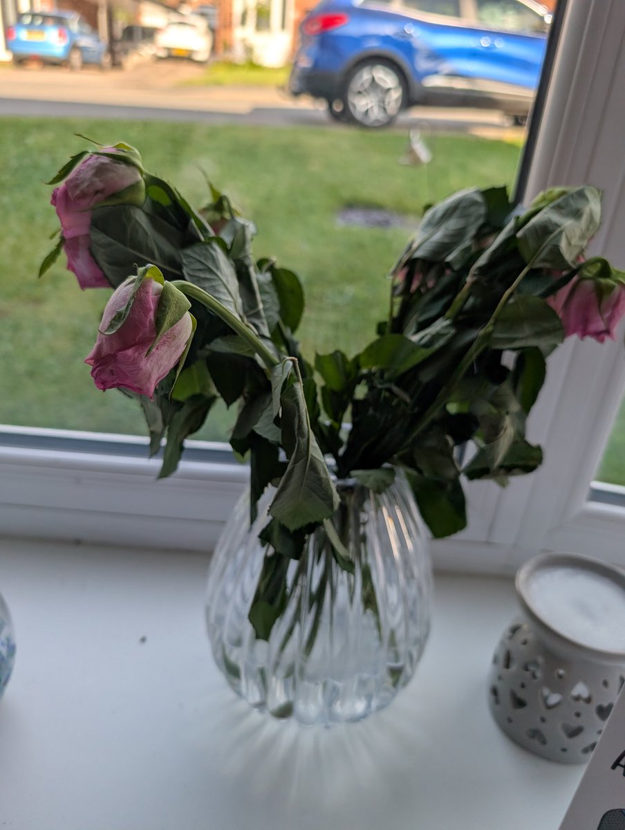 JoAggus's tweet photo. @sainsburys these flowers were bought from your Newcastle-under-Lyme store on Thursday and already look like this! Will not be purchasing again. https://t.co/rMGuNOm9yO