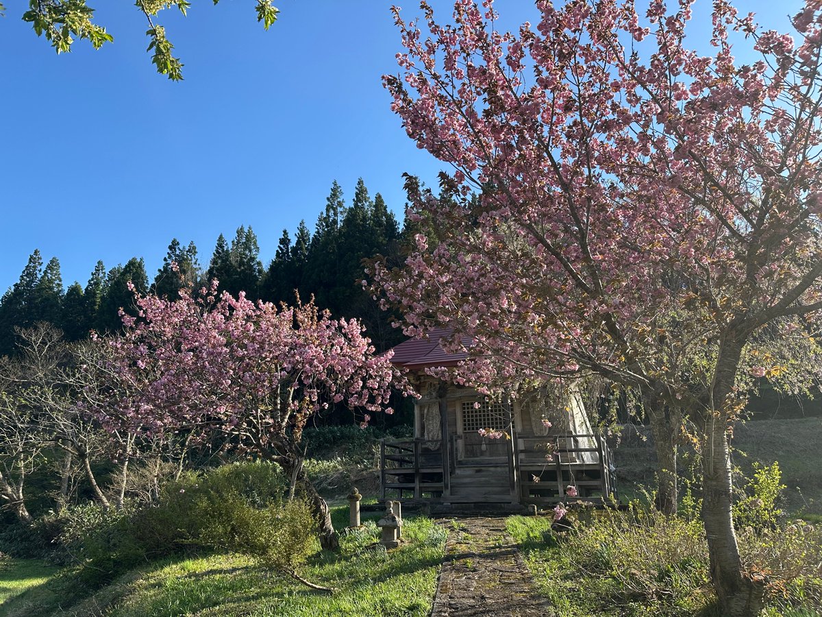 showakanko's tweet photo. 夜中から暴風が吹き荒れていましたが、やっと落ち着きました。
両原地区にある小さなお不動様のやしろの前で、八重桜が見頃になっていました。
ここはどういういわれなのか、ワラジ？がまつられています。

場所はこちら（郷土芸能伝承館のとなり）
https://t.co/rotTJtp8vY https://t.co/anycQ4I83f