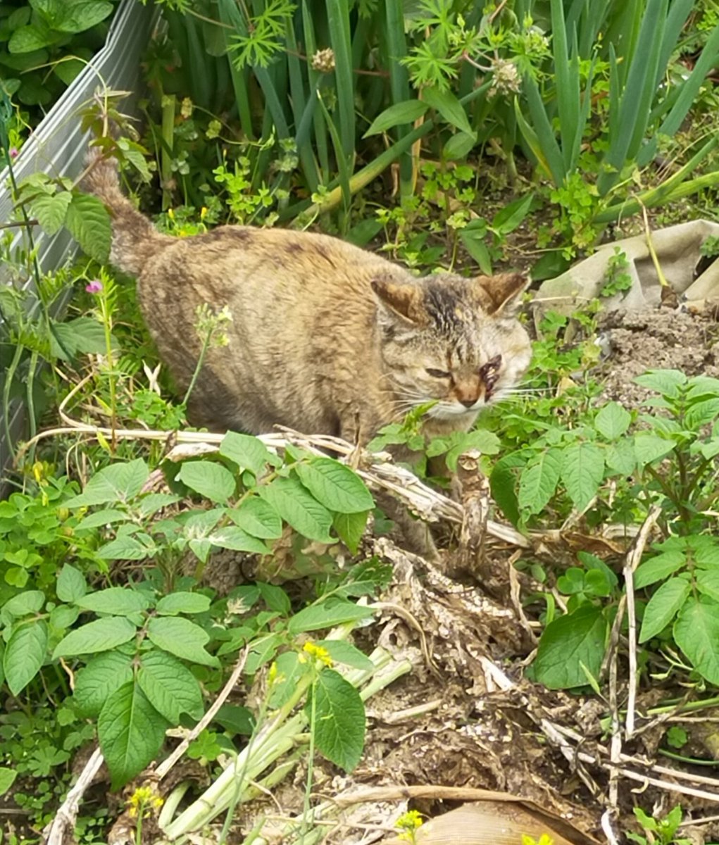 ペロねこ🐱まろん様 tweet media