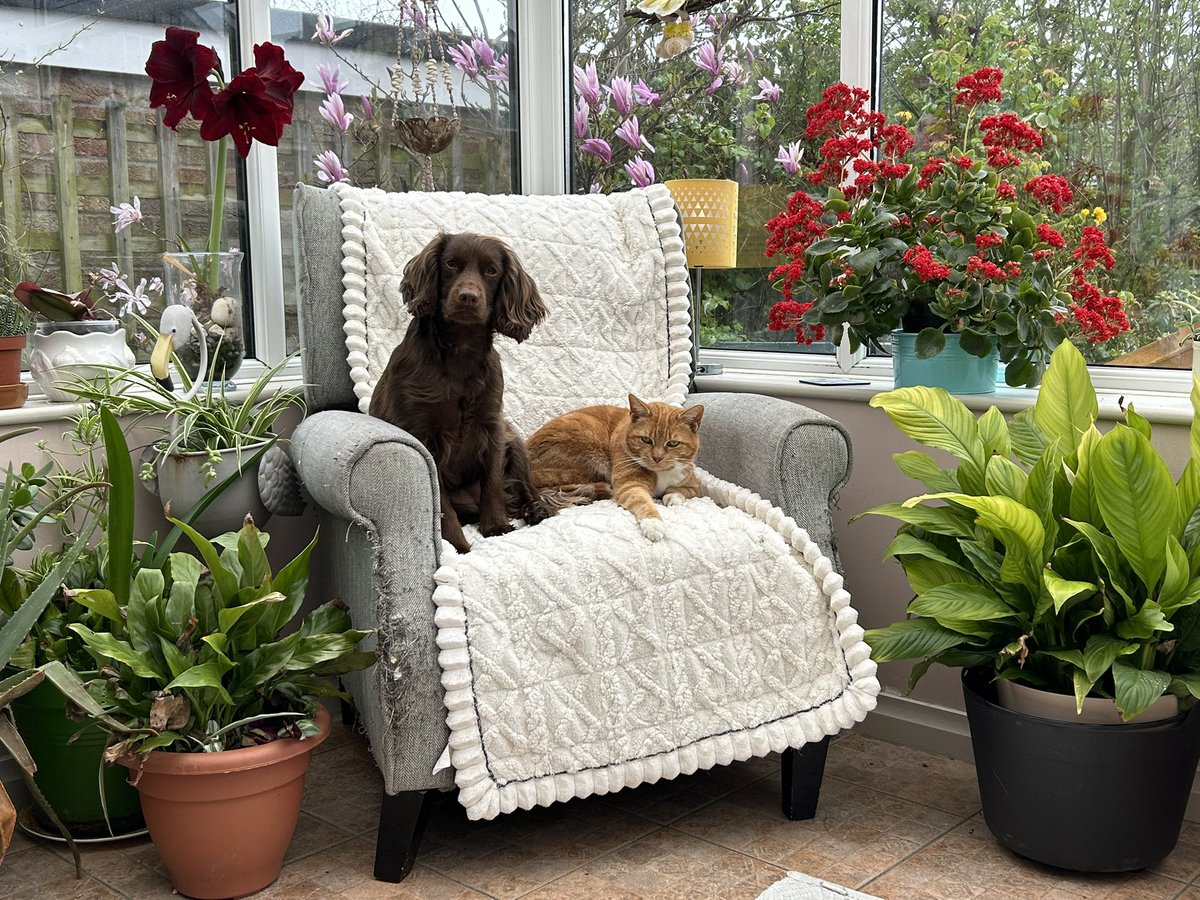 Julie 💛🍸☕🐾⚖️ 🇬🇧 tweet media