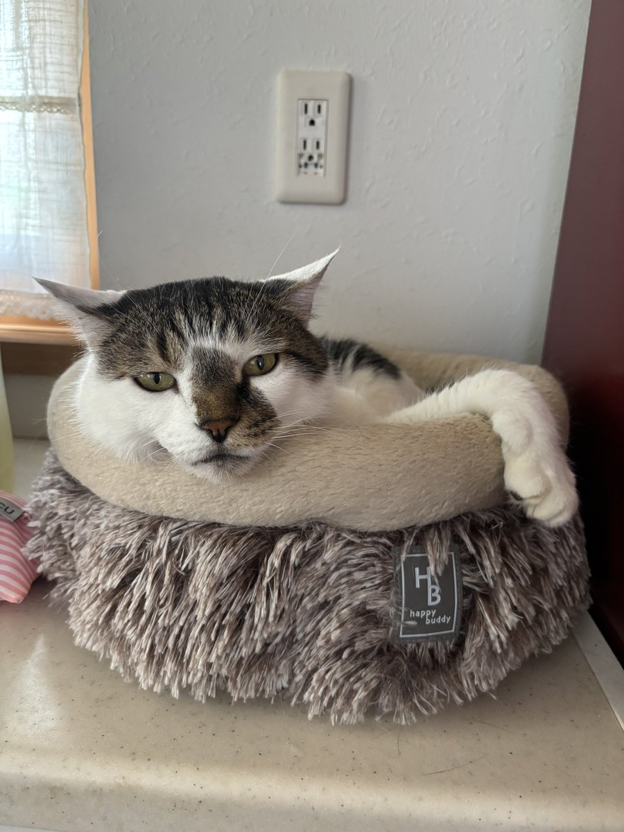猫のミーニャちゃんねる tweet media