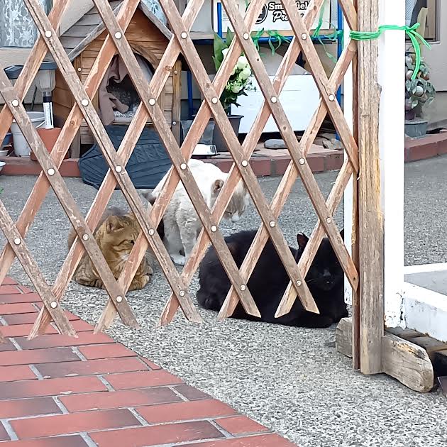 今日は無銭にしたので2部を観ずに帰る。帰り道の猫たち、歩きゆえに出会えた。