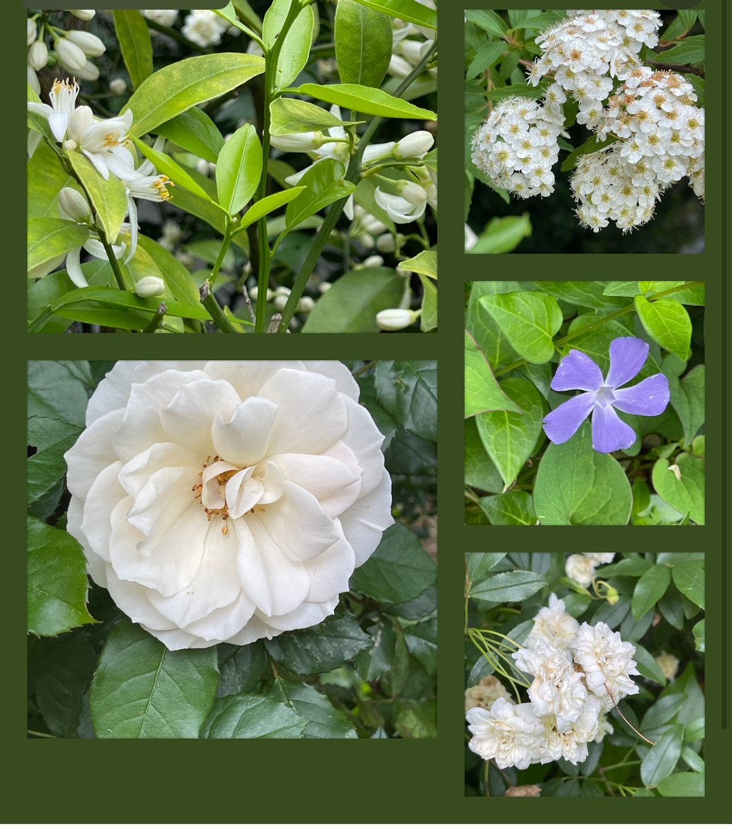 rajibshaw's tweet image. Garden flower #SpringFlowers