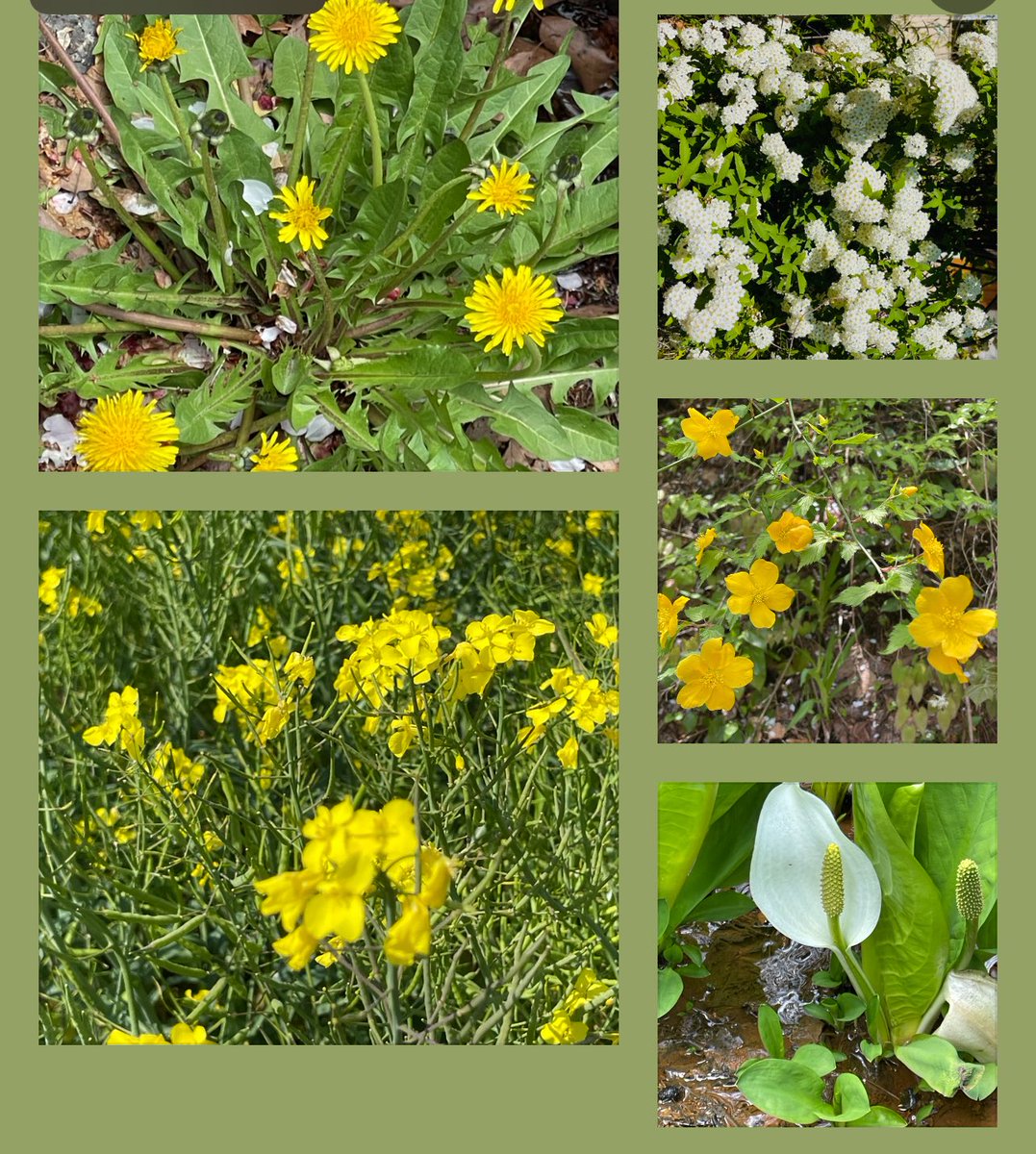 rajibshaw's tweet image. Garden flower #SpringFlowers