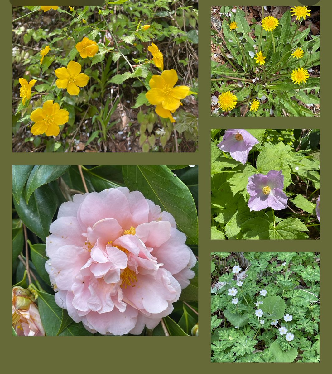 rajibshaw's tweet image. Garden flower #SpringFlowers