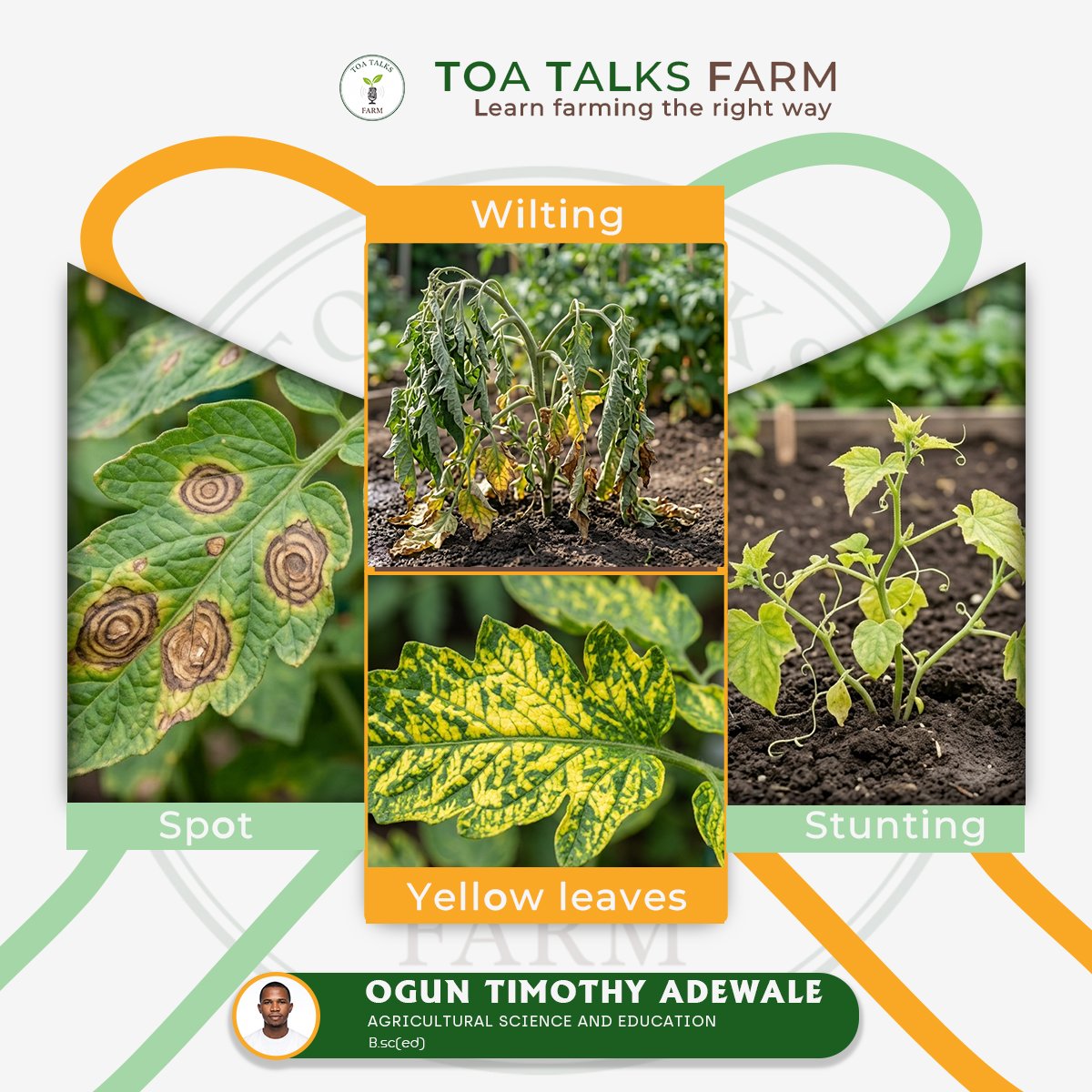 TOA TALKS FARM tweet media