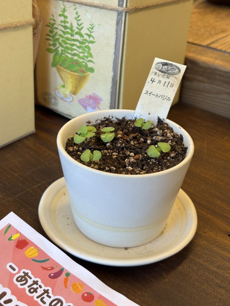 nikkoseed's tweet photo. 「ハーブ栽培セット」🌱リアル販売🥰
益子陶器市にて「つかもと本店」さん✨で
販売しております。🪴
母の日プレゼントにも、いかがですか？👩🎁
#ハー�� #栽培セット #益子陶器市 #母の日 #プレゼント #つかもと #ゴールデンウィーク #観光日和 #コラボ #菜園 #益子 ＃道の駅 #どこ行く https://t.co/S0u91VWk4H