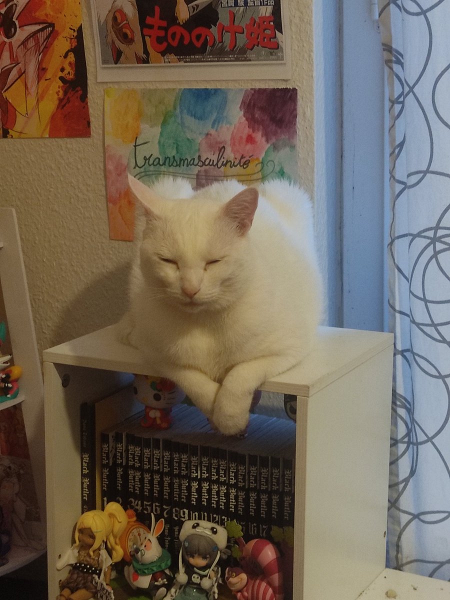🍉A.C.A.B (All Cats Are Beautiful)🍉 tweet media