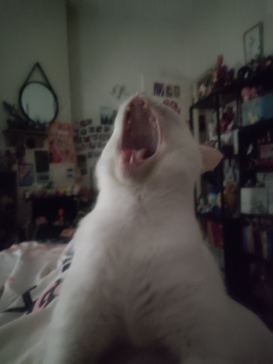 🍉A.C.A.B (All Cats Are Beautiful)🍉 tweet media