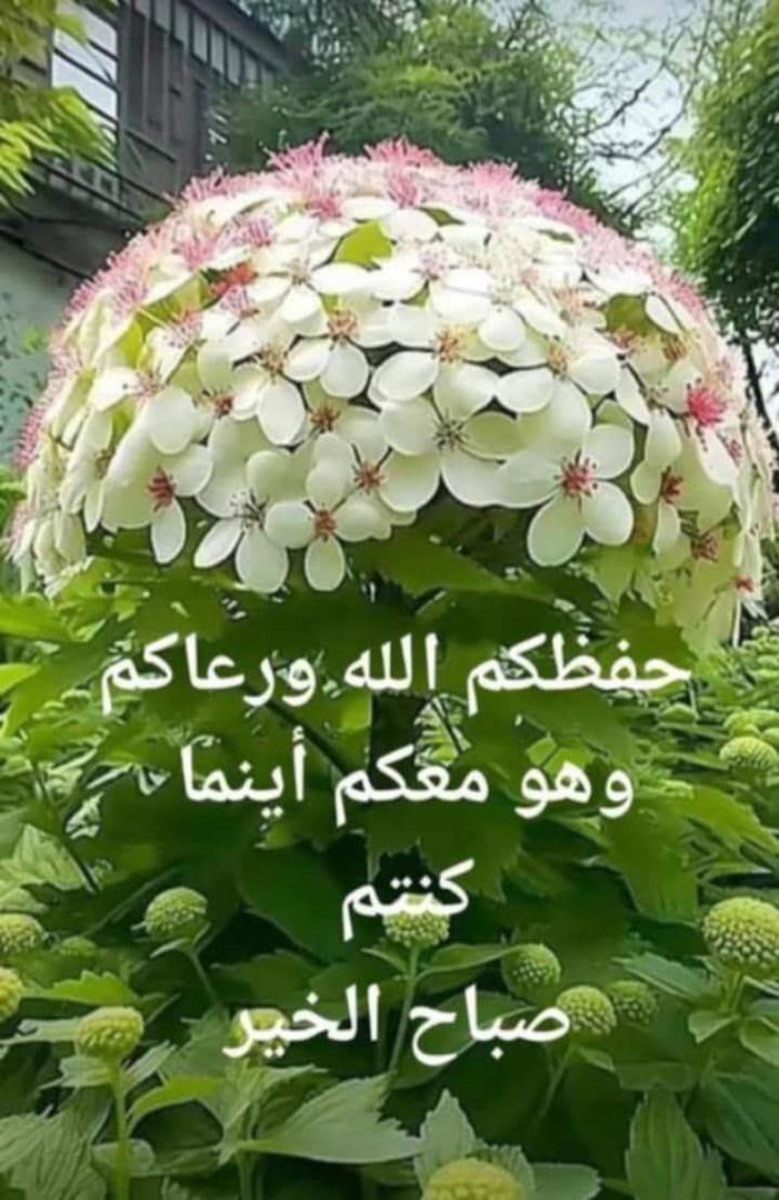 Maleeh Abu Dannh Naimat . tweet media