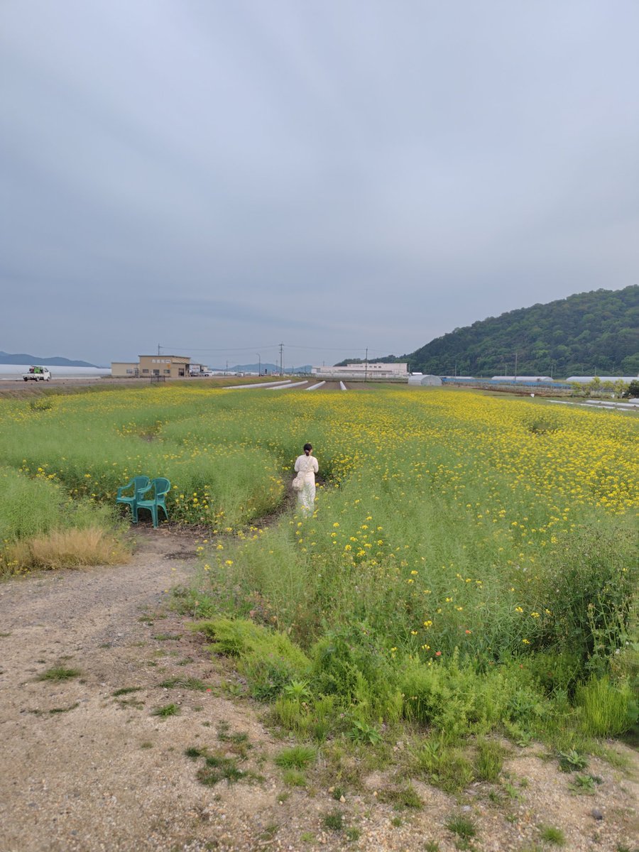 Mirugu2's tweet photo. 妻と菜の花畑 https://t.co/F6qMoUFfiR