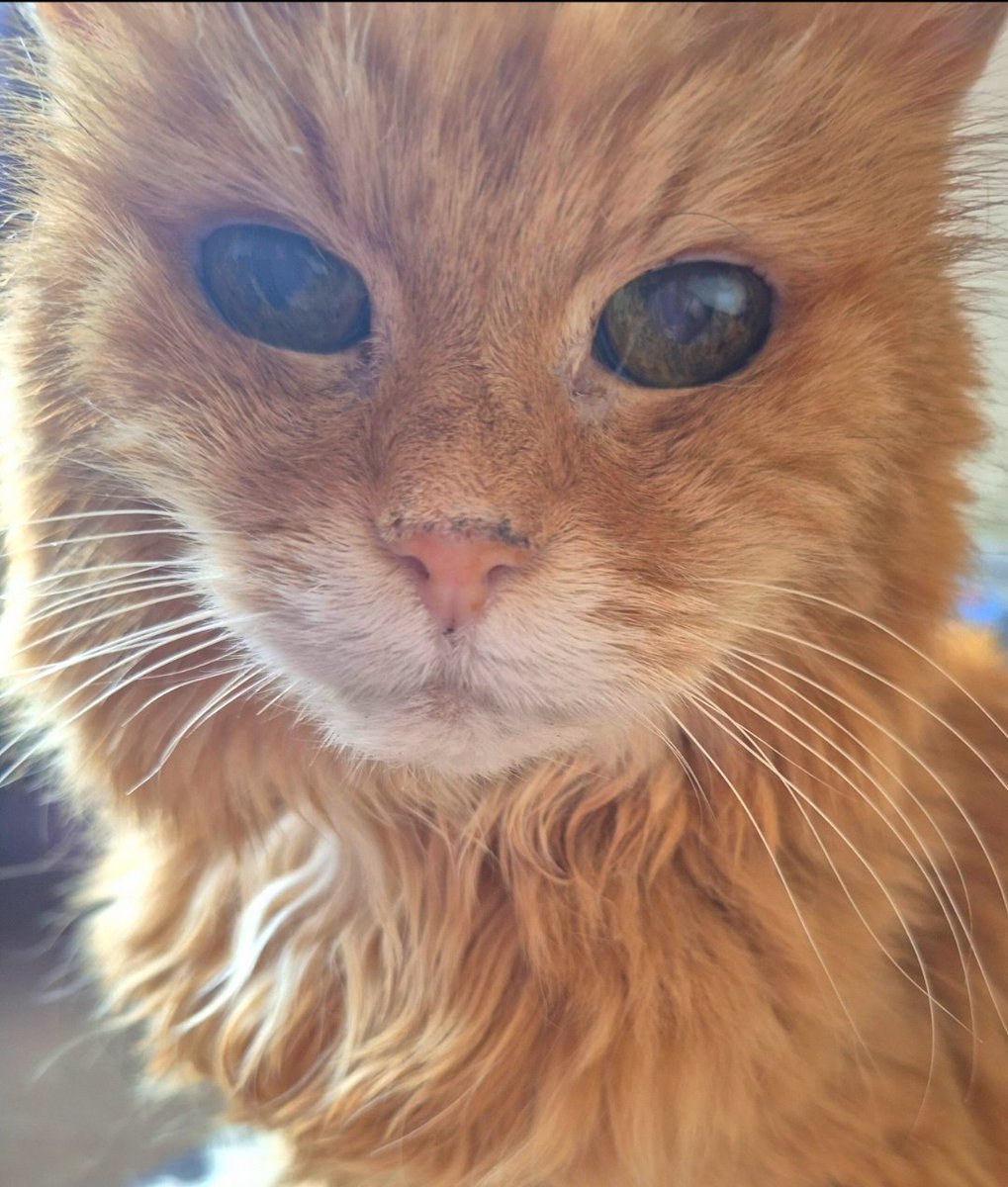 REDSJEWELS1's tweet image. Happy #Caturday me lovelies 💕💕..has a pawsome day..love and hugsxxx 💕💕💕