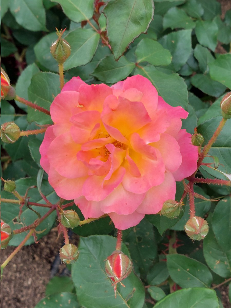 BrainSpa_NFB's tweet photo. 中之島バラ園🌹
ブレインスパ大阪の帰りに
寄り道してね😉

#中之島バラ園
#バラ園
#ニューロフィードバック
#ブレインスパ大阪 https://t.co/jzxtxq1iQ5