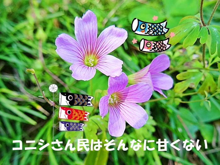 satonakama's tweet photo. こんばんは！今日の飯塚はほぼ快晴の過ごし易い一日でした！お仲間から最後の「タケノコ」を頂きました！早速ご近所にお裾分けです！お仲間にはいつも何かと有難いです！午後には少し草取りに挑戦しました！直ぐに汗だくになり撤退！まあイッカ！明日が��るさ！明日も頑張ります！明日は曇り？？ＧＮ！ https://t.co/sx2M9oGfLN