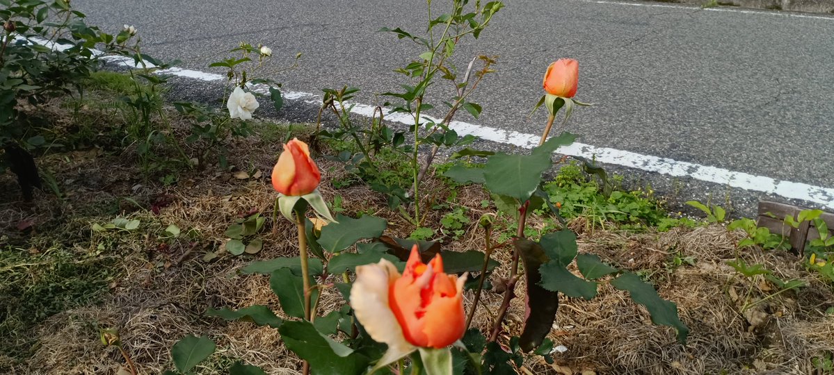 adpadw1981's tweet photo. #ジャストジョイ 4株が一気に開花。
辺りに甘いティ香が漂います。
清涼なティ香のアイスバーグとの相性が最高です！

  #バラ #薔薇 #福山市 https://t.co/DGxOSjTwOi