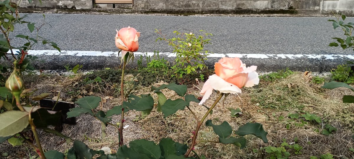 adpadw1981's tweet photo. #ジャストジョイ 4株が一気に開花。
辺りに甘いティ香が漂います。
清涼なティ香のアイスバーグとの相性が最高です！

  #バラ #薔薇 #福山市 https://t.co/DGxOSjTwOi