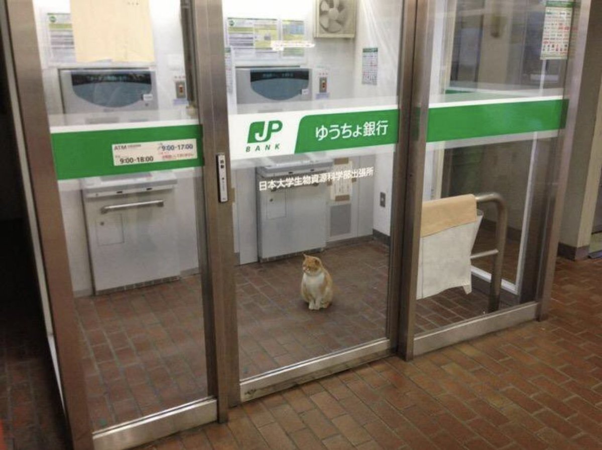 Cat is life ~猫は人生~ tweet media