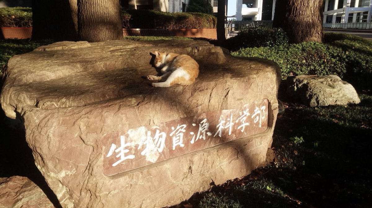 Cat is life ~猫は人生~ tweet media
