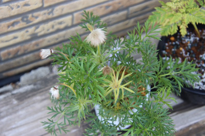 alberocoffee's tweet image. アルベロ　のブログを更新しました。　『 アルベロ　　　初夏の花　　No.3　　　　　オキナソウ(翁草) 』                #grn758 #coffee #自家焙煎 #コーヒー豆屋 #緑区 #砂田 #翁草 #オキナソウ #鉢植え #春の花満開 ameblo.jp/albero-coffee/…