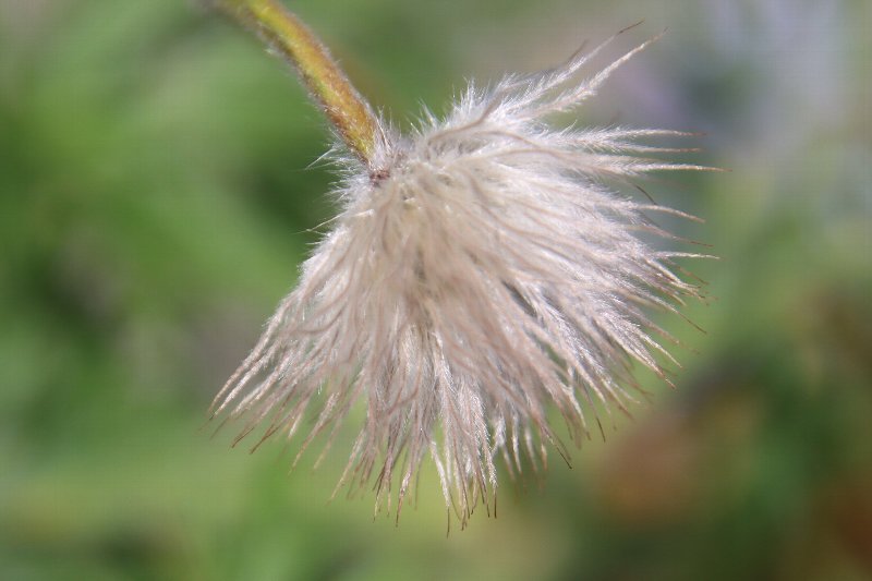alberocoffee's tweet image. アルベロ　のブログを更新しました。　『 アルベロ　　　初夏の花　　No.3　　　　　オキナソウ(翁草) 』                #grn758 #coffee #自家焙煎 #コーヒー豆屋 #緑区 #砂田 #翁草 #オキナソウ #鉢植え #春の花満開 ameblo.jp/albero-coffee/…