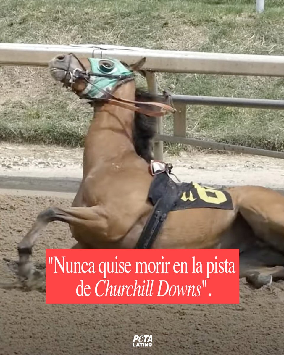 En promedio, tres caballos MUEREN cada día en los hipódromos de EE. UU. ¿Cuántos morirán el día del Derby? 💔 No apuestes, no lo veas ni asistas al Derby de Kentucky mientras los caballos sigan sufriendo.