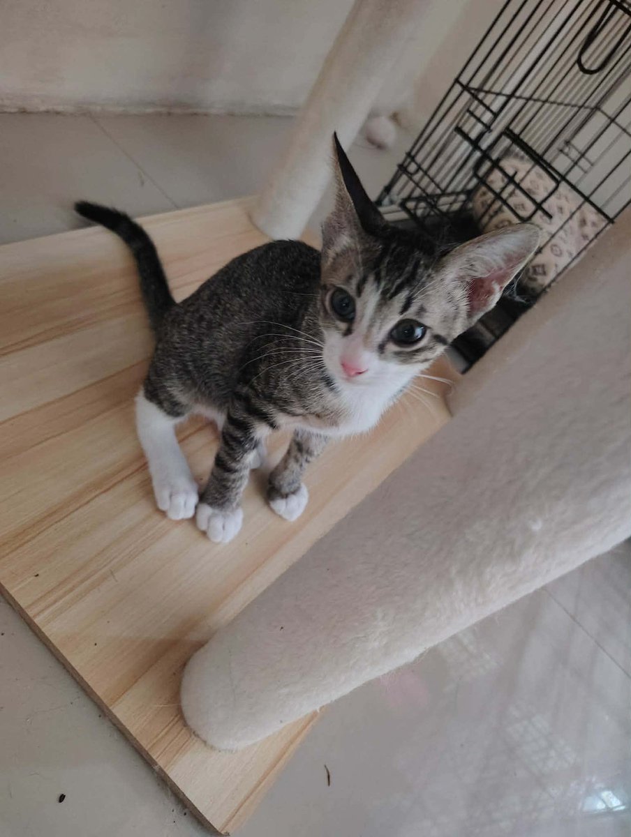 หาบ้านให้น้องแมวครับเป็นแมวบ้านน้องได้รับการฉีดวัคซีน ถ่ายพยาธิแบะทำหมันเรียบร้อยมีทั้งหมด 2 ตัวค่ะสนใจทักเดมได้เลยค่ะ
#หาบ้านให้น้องแมว
#แมวจร