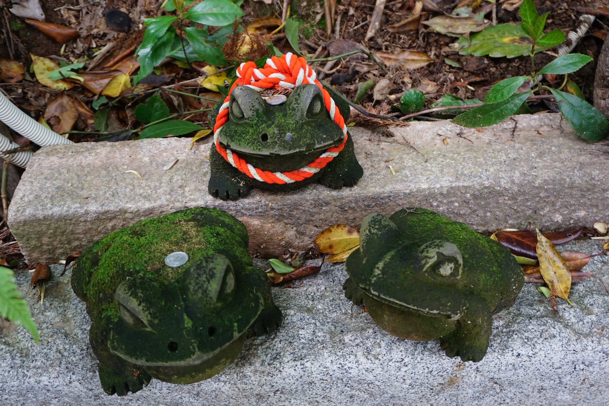 Tomo_Mrk3B01's tweet image. The main hall of Nyoirin-ji temple, Seven gods of fortune, and fog statues covered with moss which just look like real ones😉
#如意輪寺 #twinglish #walking #散歩 #temple
